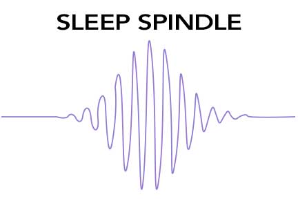 Sleep spindle brain wave