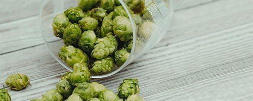 hops is an herbal sleep medicine to be careful with