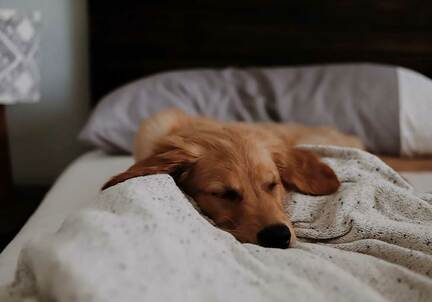 puppy sleeping on bed