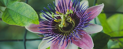 passionflower is an herbal sleep medicine to be careful with