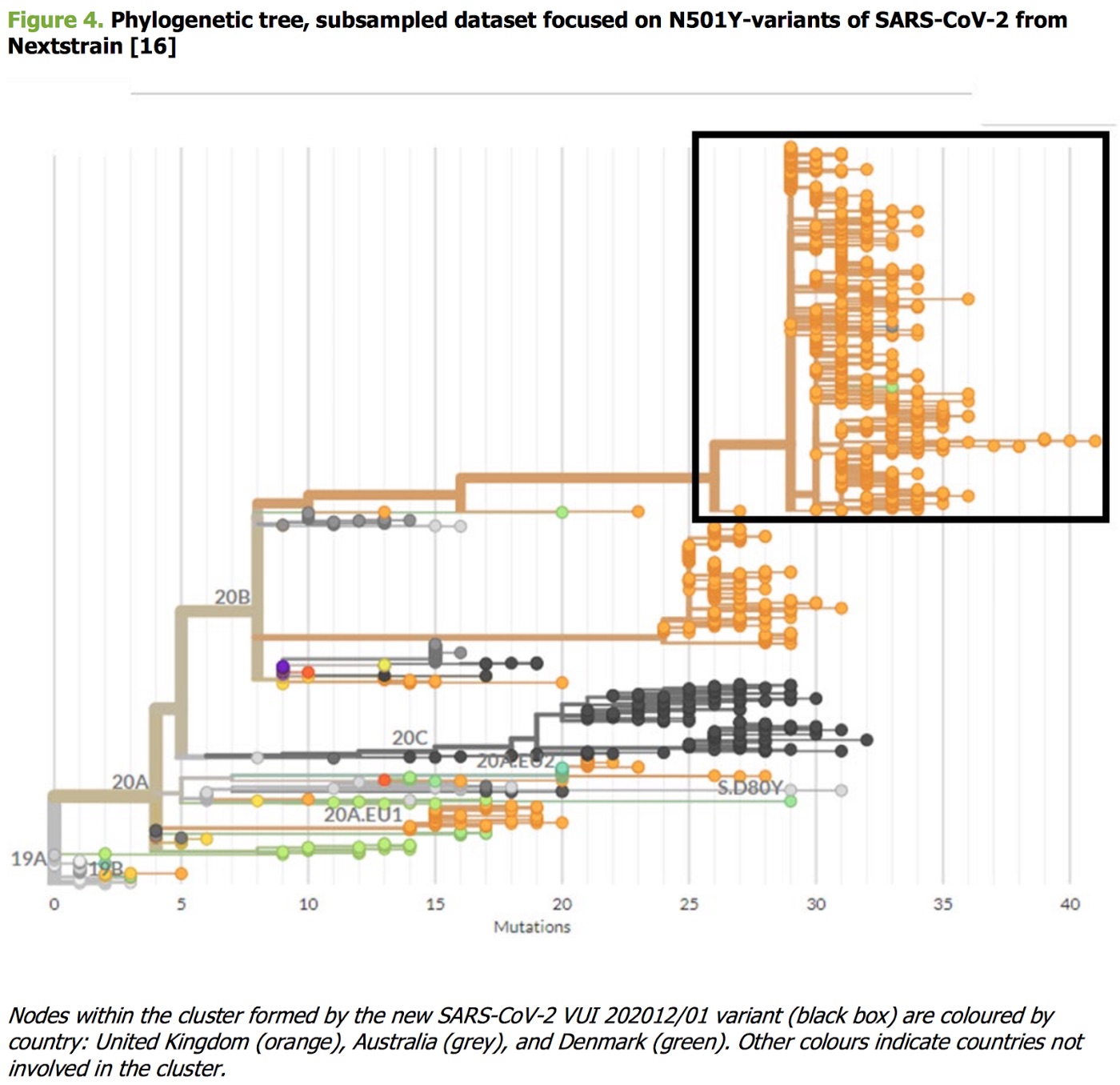 Cluster of isolates from the new UK variant on a genetic tree.