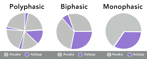 depiction of polyphasic, biphasic, and monophasic sleep