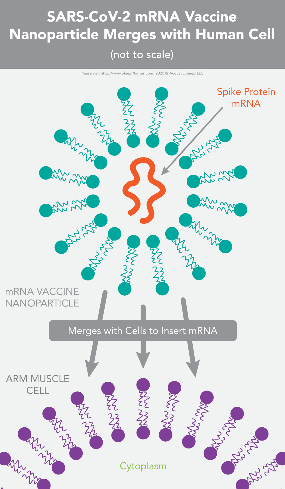 Coronavirus mRNA vaccine nanoparticle merges with human cell membrane depositing mRNA into cytoplasm