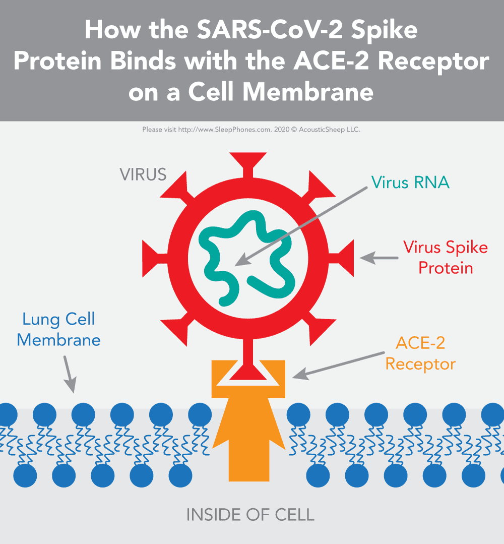 How the coronavirus spike protein binds with ACE-2 receptor on a cell membrane