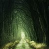 a narrow tunnel through a haunted forest