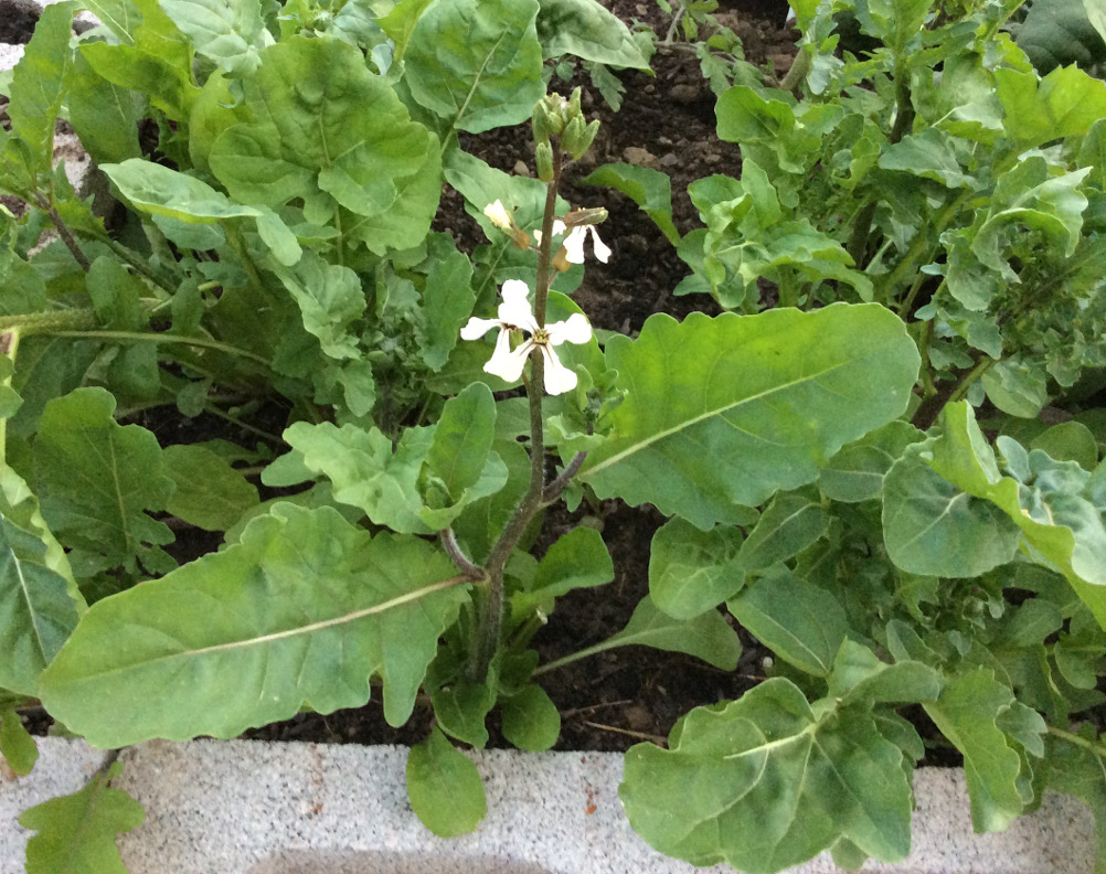 Arugula growing in garden