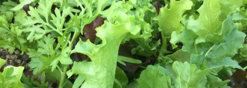 Mesclun growing in garden