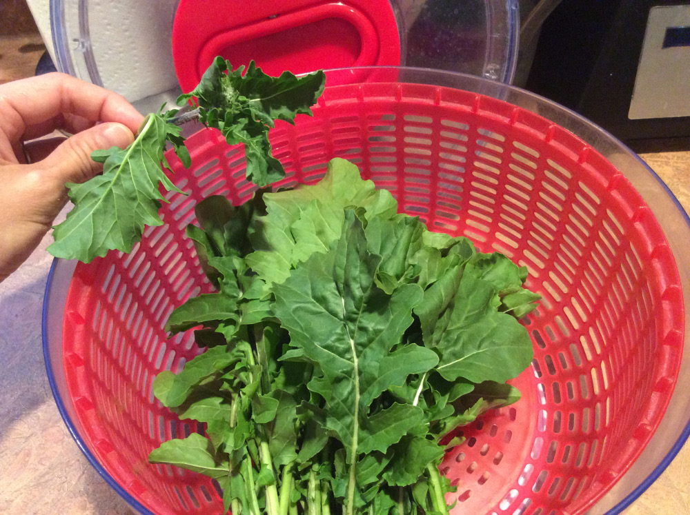 Washing arugula