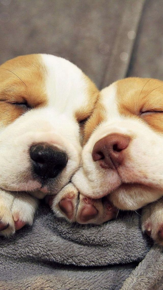 Sleeping Puppies!!